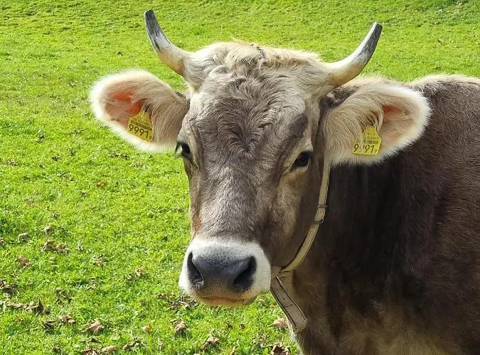 Apartment Haus Am Bach In Toggenburg *